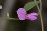 Downy milkpea